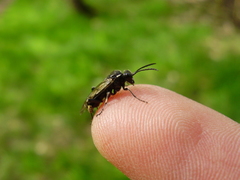 Macrophya albicincta