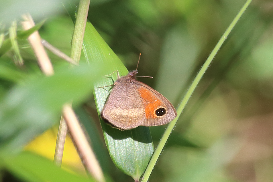 Neomaenas inornata