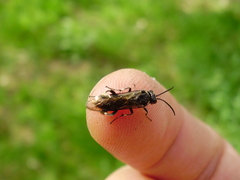 Macrophya albicincta