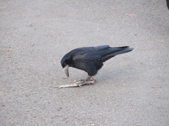 Corvus frugilegus