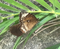 Elymnias hypermnestra