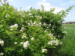 Rosa multiflora