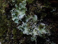 Punctelia perreticulata