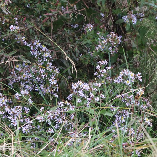 Image of Symphyotrichum elliottii by (c) Mark Apgar, some rights reserved (CC BY)