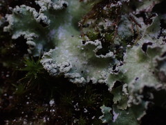 Punctelia perreticulata