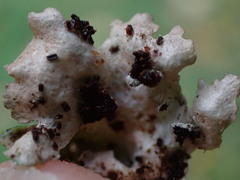 Punctelia perreticulata