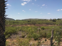 Copernicia prunifera