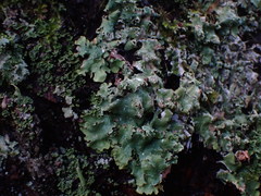 Punctelia perreticulata