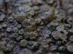Lecanora pacifica
