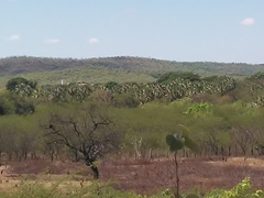 Copernicia prunifera