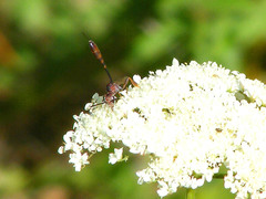 Gasteruption hastator