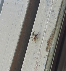 Menemerus bivittatus