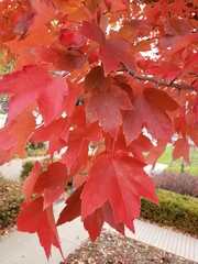 Acer rubrum