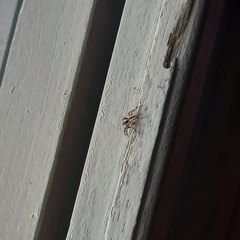 Menemerus bivittatus