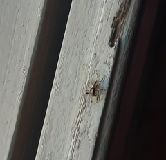 Menemerus bivittatus