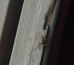 Menemerus bivittatus