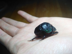 Coprophanaeus cyanescens