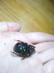 Coprophanaeus cyanescens