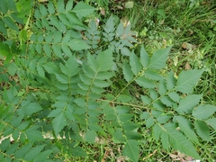 Magnoliopsida