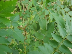 Magnoliopsida