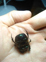 Coprophanaeus cyanescens