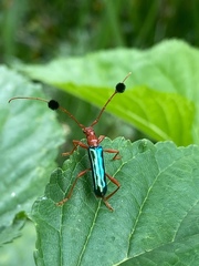 Paromoeocerus