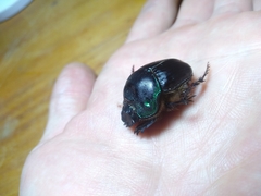 Coprophanaeus cyanescens