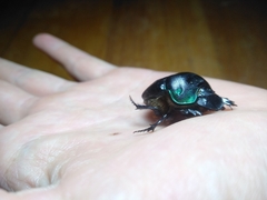 Coprophanaeus cyanescens