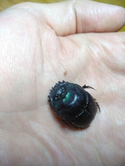 Coprophanaeus cyanescens