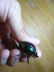 Coprophanaeus cyanescens