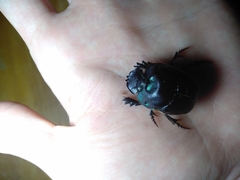 Coprophanaeus cyanescens