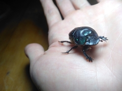 Coprophanaeus cyanescens