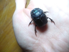 Coprophanaeus cyanescens