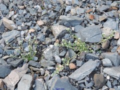 Corrigiola litoralis