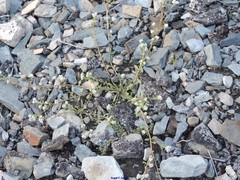 Corrigiola litoralis