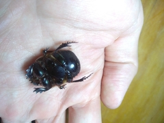 Coprophanaeus cyanescens