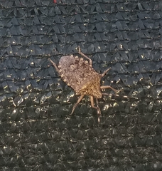 Rhaphigaster nebulosa