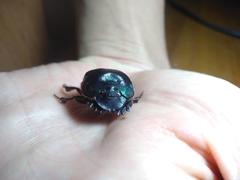 Coprophanaeus cyanescens
