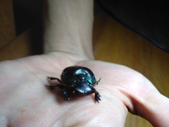 Coprophanaeus cyanescens