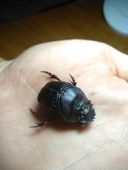 Coprophanaeus cyanescens