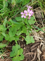 Oxalis