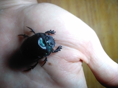 Coprophanaeus cyanescens