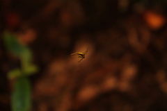 Colaranea melanoviridis