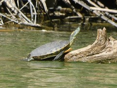 Trachemys hartwegi