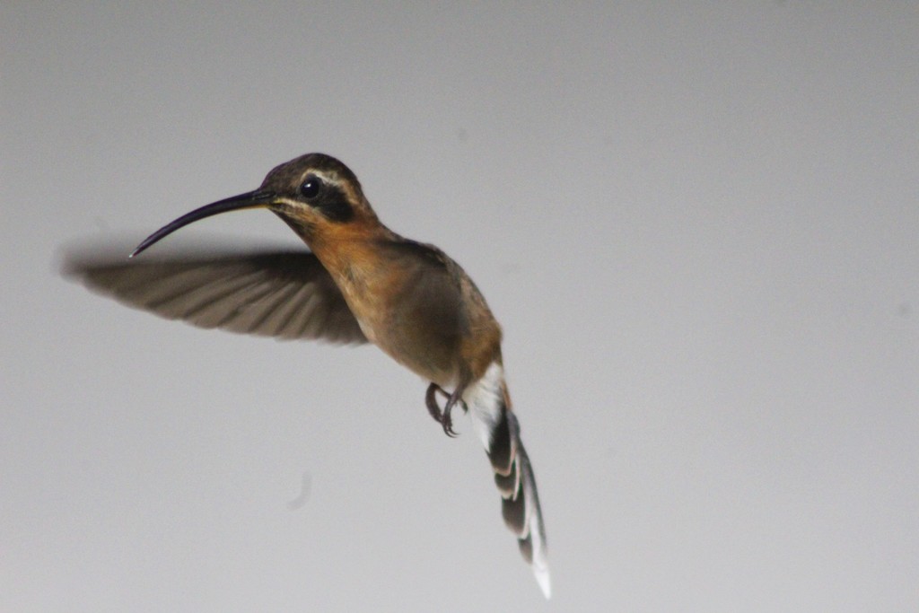Little Hermit (Phaethornis longuemareus) photo