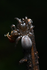 Antrodiaetus pacificus