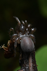 Antrodiaetus pacificus