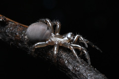 Antrodiaetus pacificus