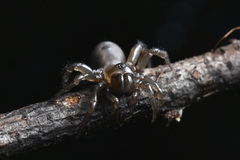 Antrodiaetus pacificus