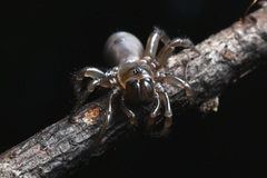 Antrodiaetus pacificus